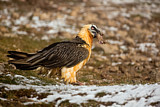 Image. Bearded Vulture