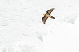 Image. Bearded Vulture
