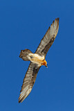 Image. Bearded Vulture