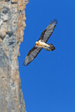 Image. Bearded Vulture