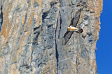 Image. Bearded Vulture