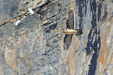 Image. Bearded Vulture