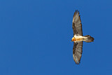 Image. Bearded Vulture