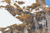 Image. Bearded Vulture