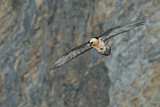 Image. Bearded Vulture