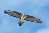 Image. Bearded Vulture