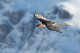 Image. Bearded Vulture