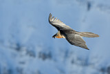 Image. Bearded Vulture