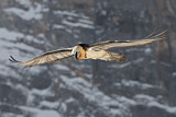 Image. Bearded Vulture