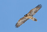 Image. Bearded Vulture