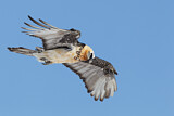 Image. Bearded Vulture