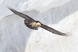 Image. Bearded Vulture