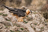 Image. Bearded Vulture