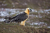 Image. Bearded Vulture
