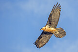Image. Bearded Vulture