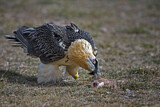 Image. Bearded Vulture