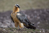 Image. Bearded Vulture