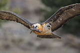 Image. Bearded Vulture