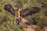 Image. Bearded Vulture