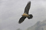 Image. Bearded Vulture