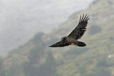 Image. Bearded Vulture