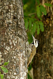 Image. Bearded Woodpecker