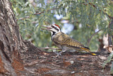 Image. Bearded Woodpecker