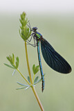 Image. Beautiful Demoiselle