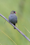 Image. Beautiful Firetail