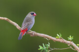 Image. Beautiful Firetail