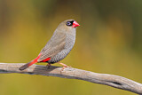 Image. Beautiful Firetail