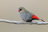 Image. Beautiful Firetail