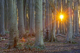 Image. Beech Forest Sunset