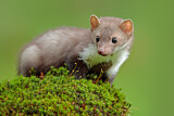 Image. Beech Marten