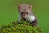 Image. Beech Marten