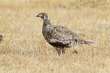 Image. Beifußhuhn
