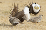 Image. Beifußhuhn