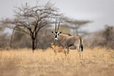 Image. Beisa-Oryx