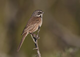 Image. Bell's Sparrow