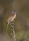 Image. Bell's Sparrow