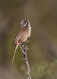 Image. Bell's Sparrow