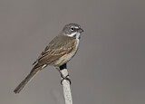 Image. Bell's Sparrow