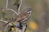 Image. Bell's Sparrow