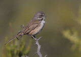 Image. Bell's Sparrow