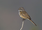 Image. Bell's Sparrow
