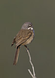 Image. Bell's Sparrow