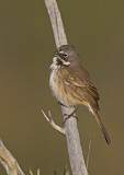 Image. Bell's Sparrow