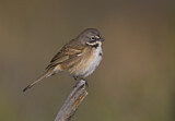 Image. Bell's Sparrow
