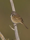 Image. Bell's Sparrow