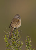 Image. Bell's Sparrow